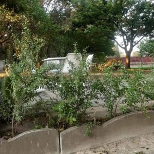 Alika Guest House garden in Benoni